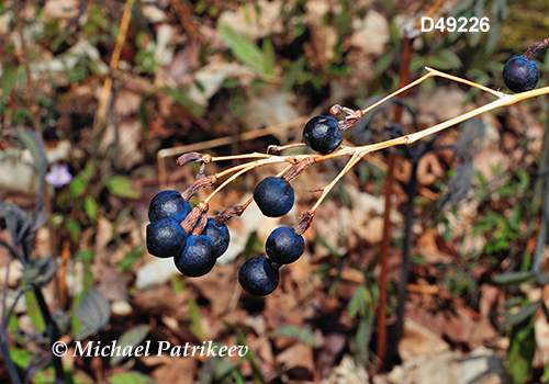 Blue Cohosh (Caulophyllum thalictroides)
